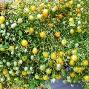 Tomates Multiflora