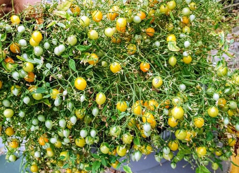 Tomates Multiflora