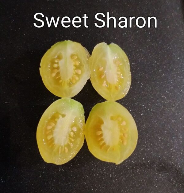 Sweet Sharon (ISOLÉE) – Image 3