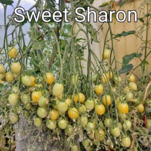 Sweet Sharon
