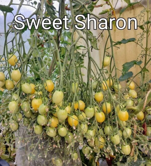 Sweet Sharon (ISOLÉE)