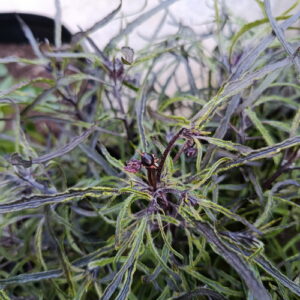 Piments Mutant