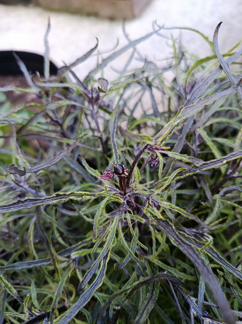 Piments Mutant