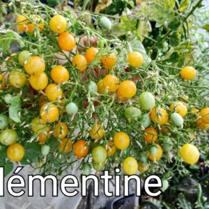 Clémentine