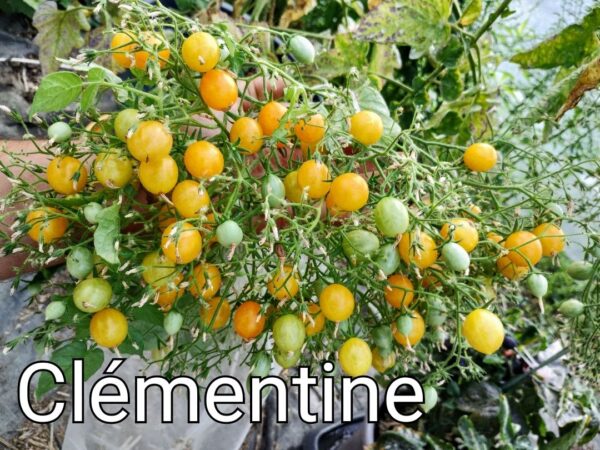 Clémentine (ISOLÉE)