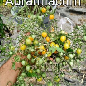 Aurantiacum