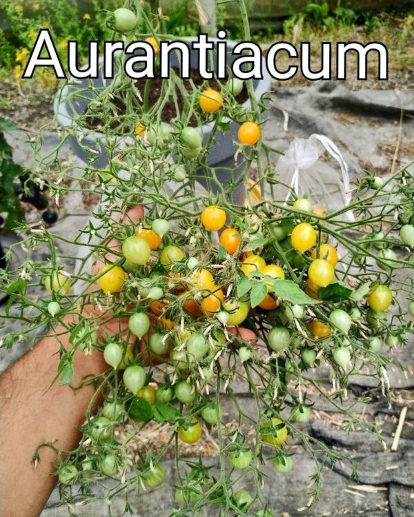 Aurantiacum