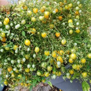 Microberry