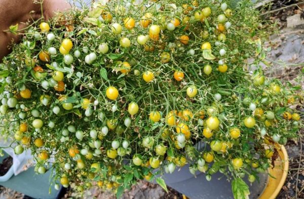 Microberry (ISOLÉE)