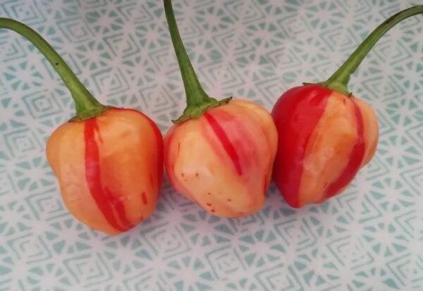 Peppapeach Stripey – Image 2