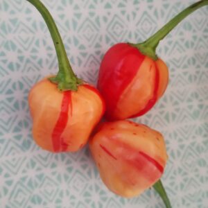 Peppapeach Stripey (ISOLÉ)