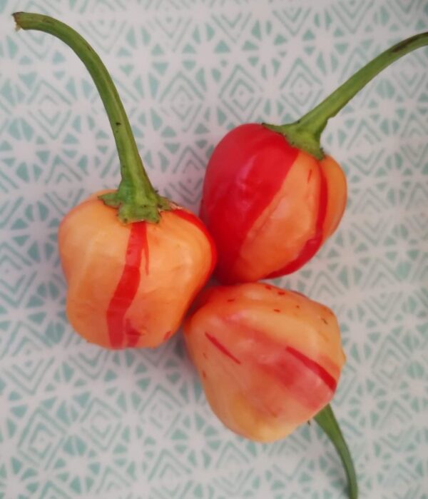 Peppapeach Stripey