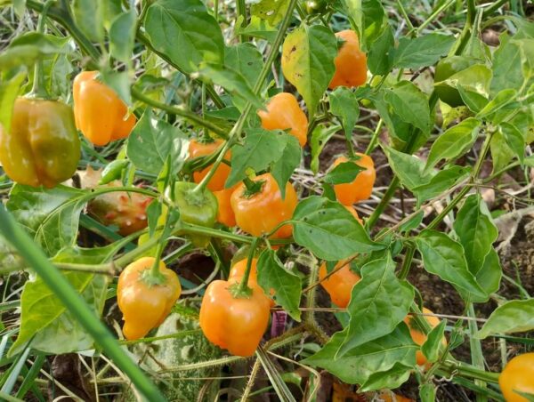 Aji Mango Stumpy – Image 2