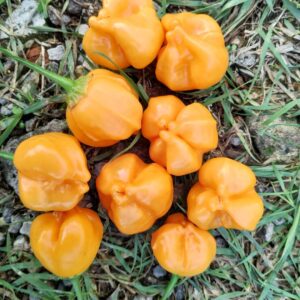 Aji Mango Stumpy
