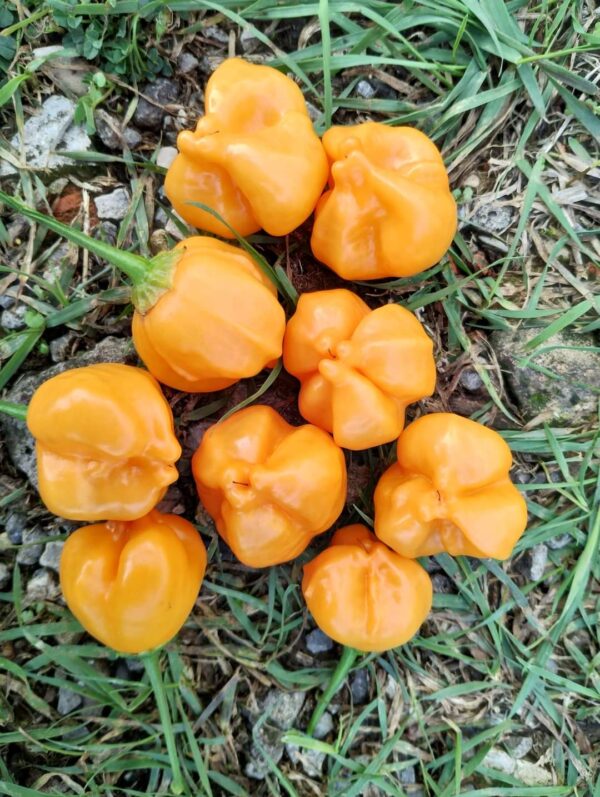 Aji Mango Stumpy