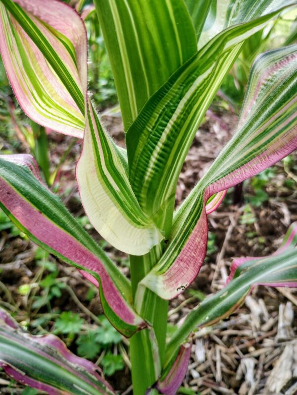 Maïs panaché Zea Japonica – Image 4
