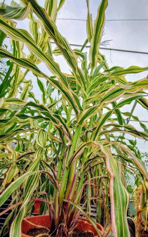 Maïs panaché Zea Japonica – Image 3