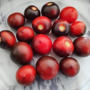 Tomates naines et micro naines