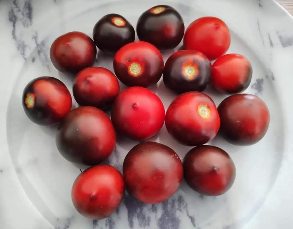 Tomates naines et micro naines