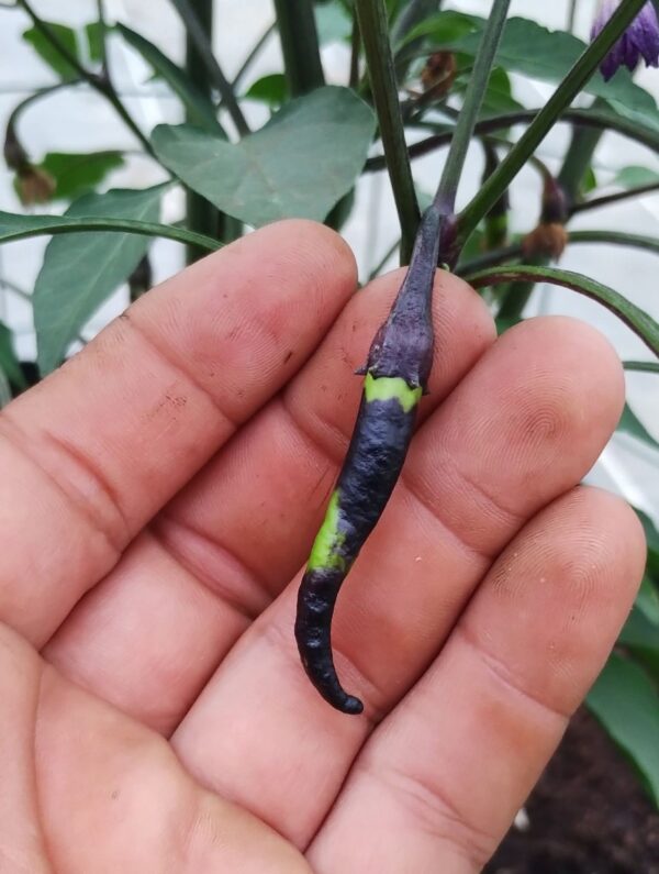 Black Cayenne – Image 5
