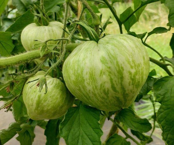 Melon Liqueur – Image 6