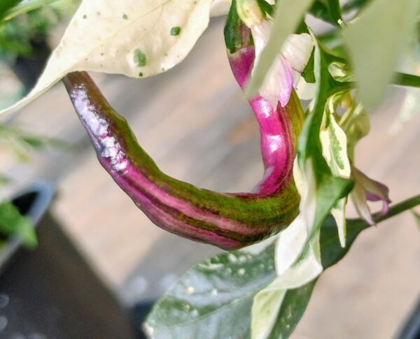 Pickles Blood Sport – Image 3