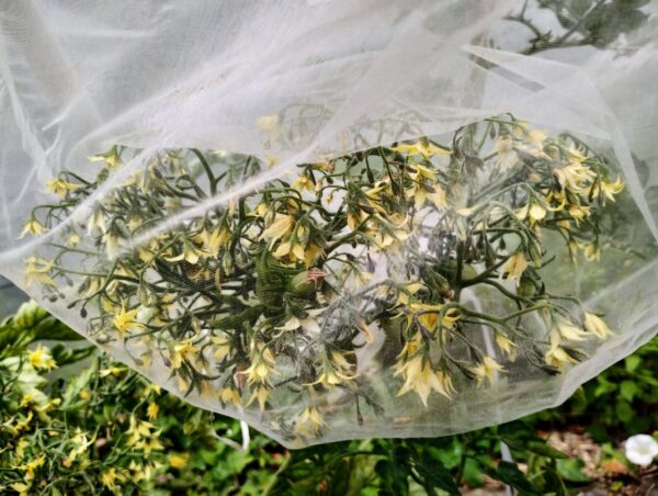 Aurantiacum – Image 2