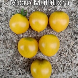 GG's Glory Micro Multiflora