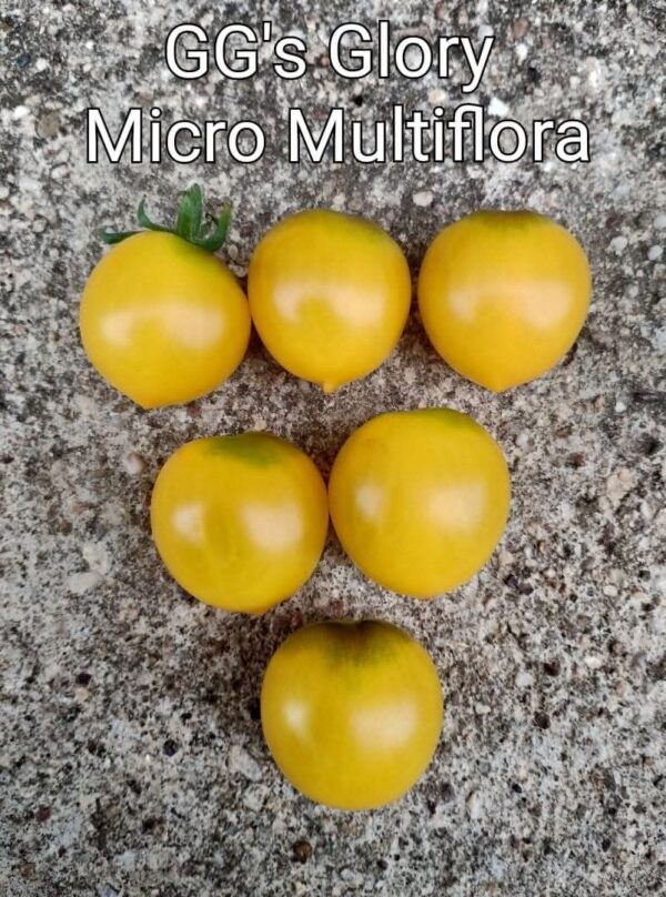 GG's Glory Micro Multiflora