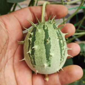Kiwano de Zambie