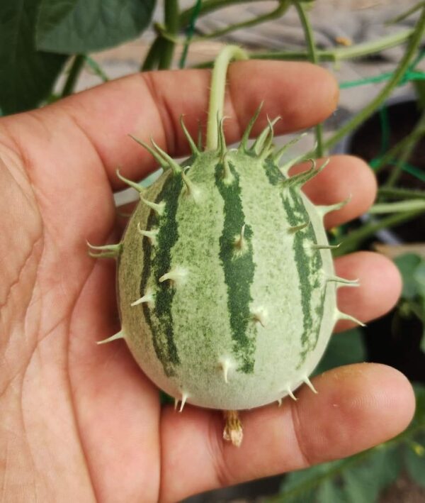 Kiwano de Zambie