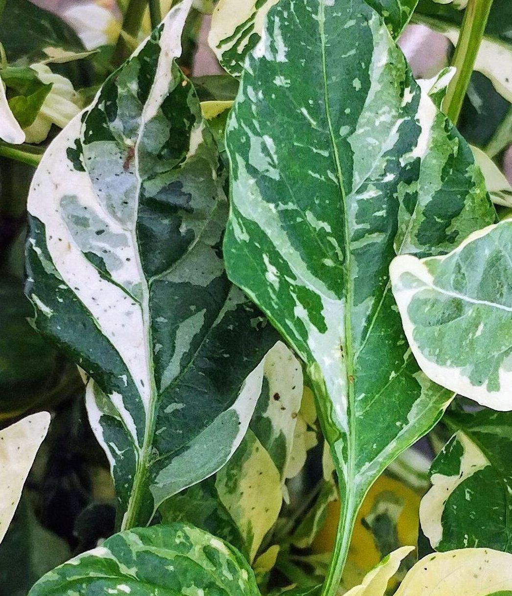 Piments et poivrons à feuillage panaché