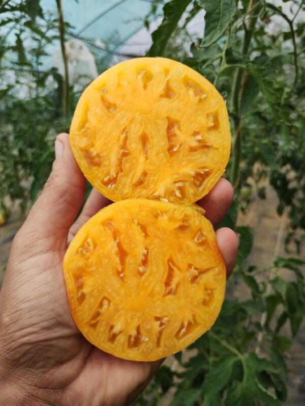 Melon Liqueur – Image 5