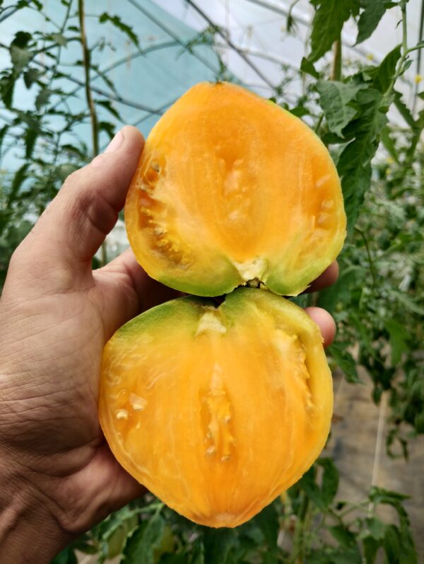 Melon Liqueur – Image 4