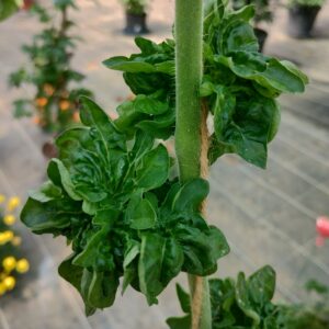 Tomates stick (feuillage pompon)