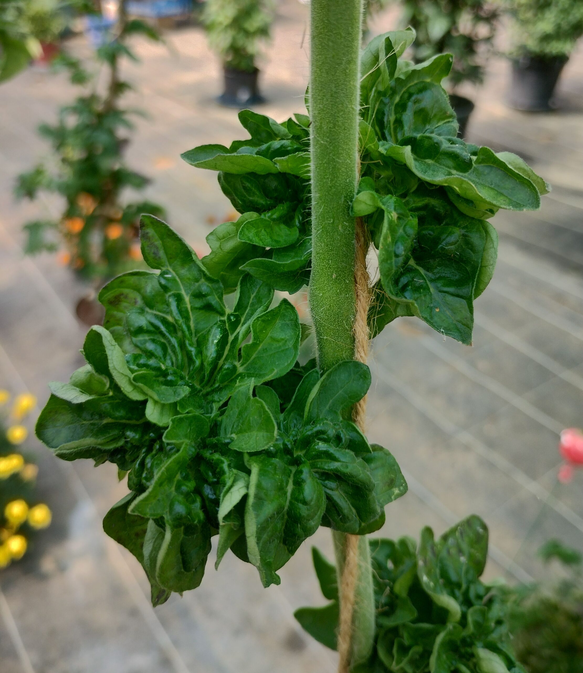 Tomates stick (feuillage pompon)