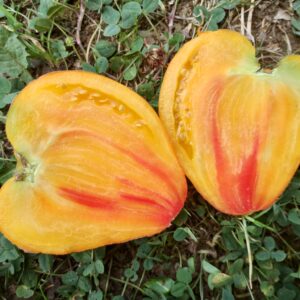 Coeur de Zèbre