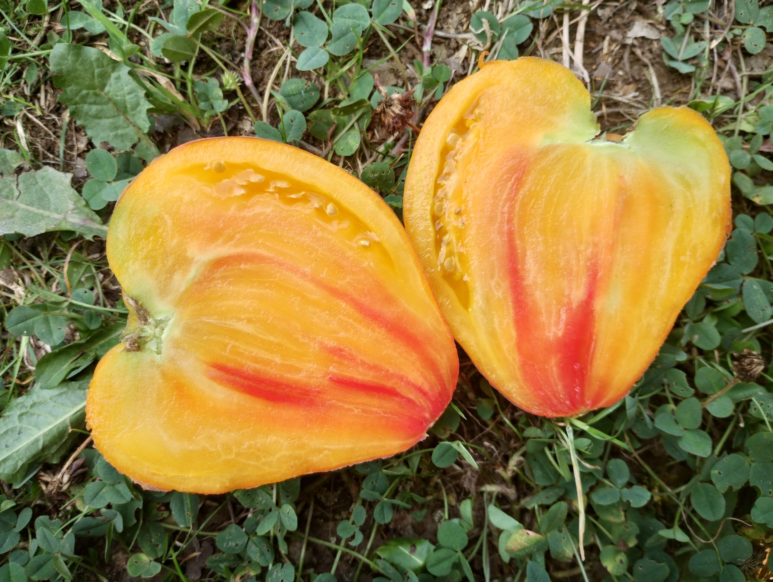Autres tomates