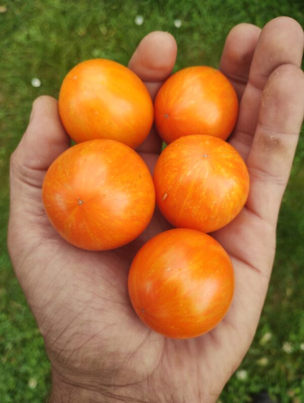 Apricot Zebra – Image 2
