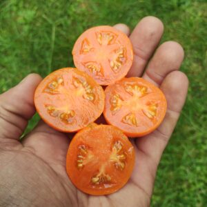 Apricot Zebra