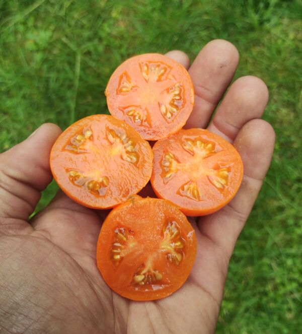 Apricot Zebra