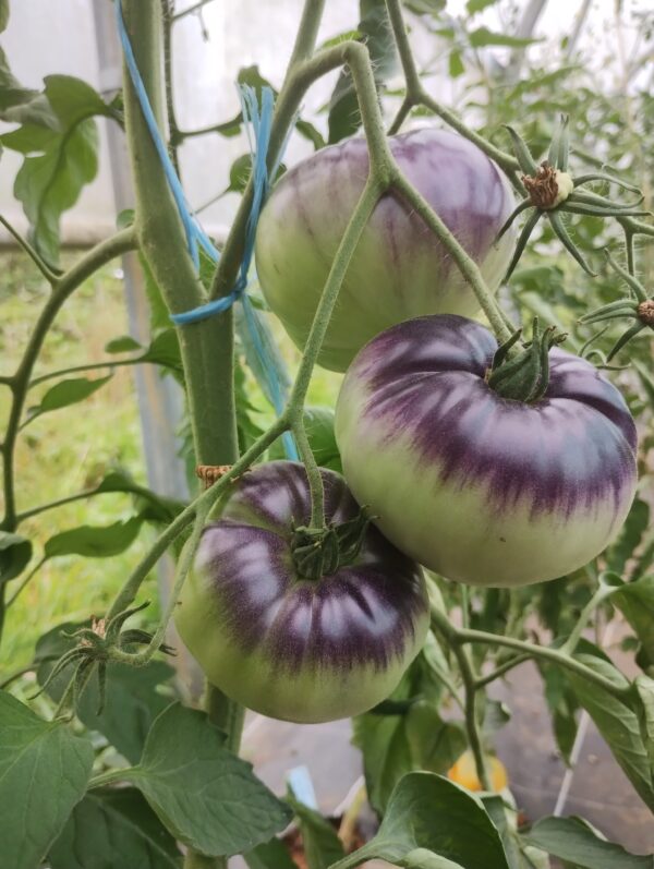Sofia's Purple Apple – Image 6