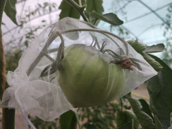 Sofia's Purple Apple – Image 7