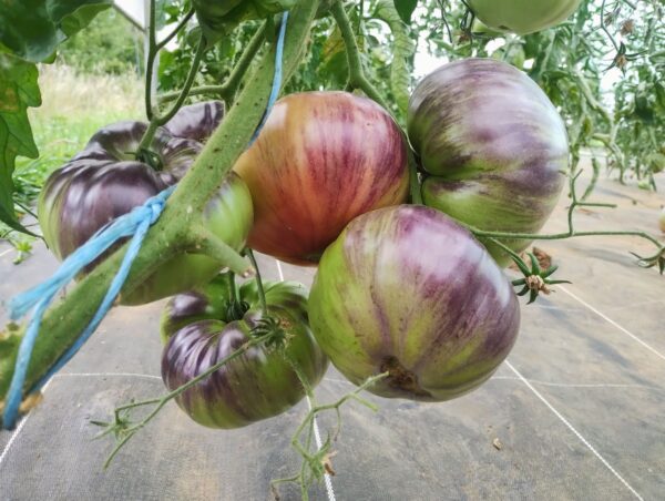 Sofia's Purple Apple – Image 5
