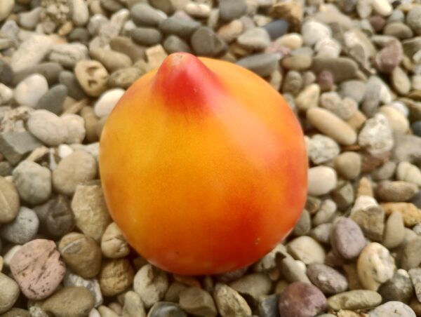 Orange Mango – Image 3