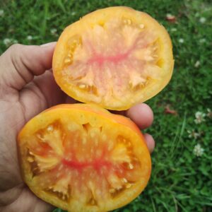 Orange Mango
