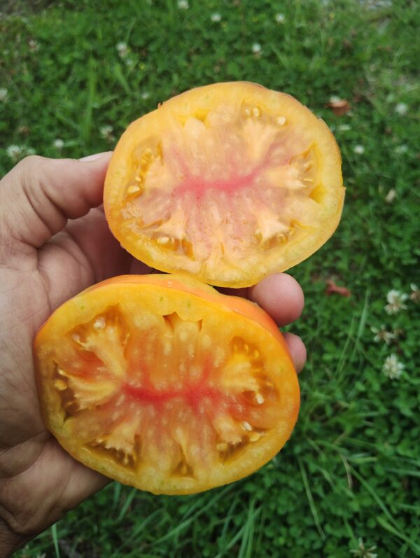 Orange Mango