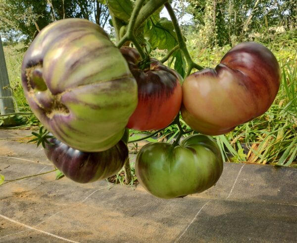 Sofia's Purple Apple – Image 4
