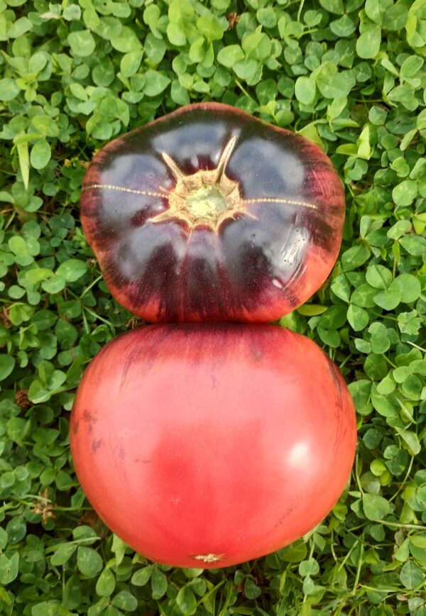 Sofia's Purple Apple – Image 3