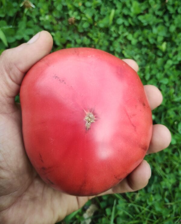 Sofia's Purple Apple – Image 2